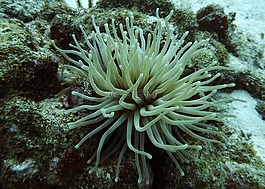 銀蓮花,海上生活,水肺潛水
