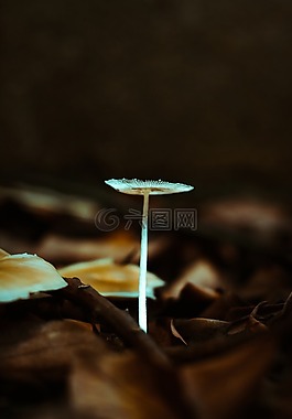 性質(zhì),秋,戶外活動