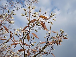春暖花開,春天,鮮花