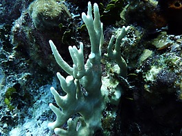 白珊瑚,海上生活,水肺潜水
