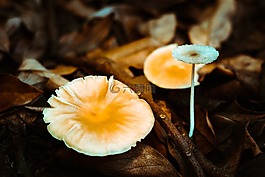 性質(zhì),真菌,秋