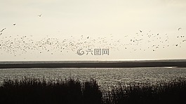 濕地,鳥,性質(zhì)