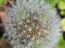 蒲公英,花的,植物
