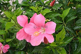 槿,一滴水,雨