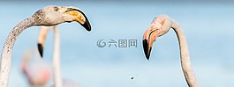 弗拉明戈,火烈鳥(niǎo),法國(guó)