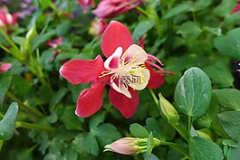 鮮花,自然,夏天花