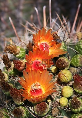 自然,植物區(qū)系,花