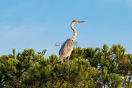 蒼鷺,鳥,性質(zhì)