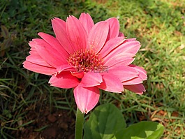 粉色非洲菊,關(guān)閉了,花園里的花
