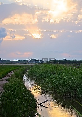 蕨,天空,光線
