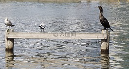 鳥(niǎo),海鷗,鸕鶿