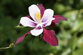 自然,花,植物區(qū)系