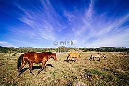 馬,動(dòng)物,棕色