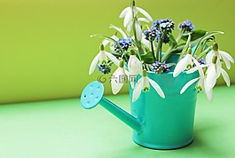 斯諾德羅普,不要忘了我,鮮花