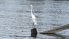 鳥(niǎo),大白鷺,湖