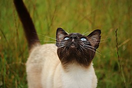 猫,mieze,品种猫