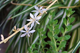 鮮花,白,花園