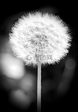 蒲公英,開花,花
