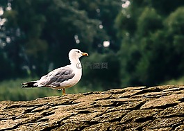 海鷗,鳥,水禽