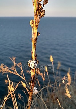 蠕蟲,草,性質