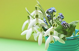 斯諾德羅普,不要忘了我,鮮花