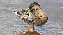 鳥(niǎo),野生鳥(niǎo)類(lèi),野鴨