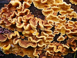 樹菌,樹,菌類
