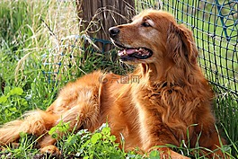 金毛尋回犬,快樂(lè),狗