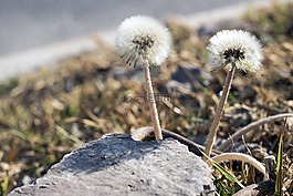 自然,蒲公英,春