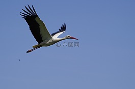 鸛,鳥,性質(zhì)