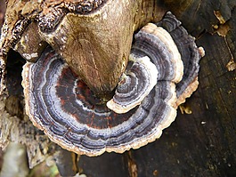 樹菌,樹,菌類