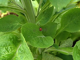 瓢蟲,性質(zhì),昆蟲