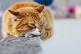 可愛,動物,貓