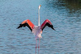 弗拉明戈,火烈鳥(niǎo),法國(guó)