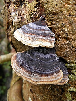 樹菌,樹,菌類