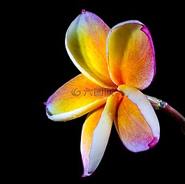 開花,花,素馨花