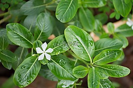 葉,植物,性質