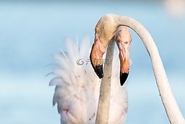 弗拉明戈,火烈鳥(niǎo),法國(guó)