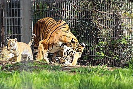 虎,動(dòng)物園,小熊