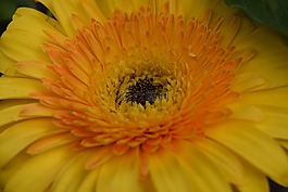花,黃色,性質(zhì)