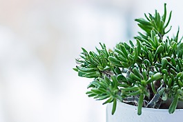 植物,花園,花