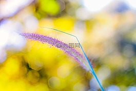 性質(zhì),美麗,明亮