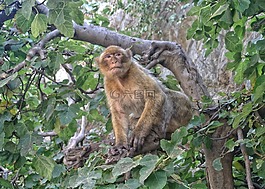 錢(qián)chiffa,blida,阿爾及利亞