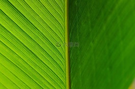 詳細,方法,葉