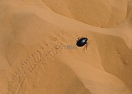 圣甲虫,撒哈拉,taghit