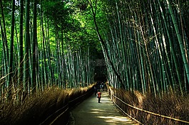 京都,日本,自然