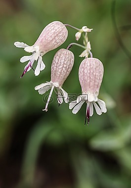 鮮花,野生花卉,夏天花