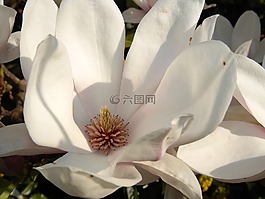 玉蘭,花,春天