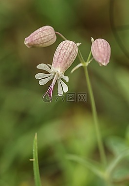鮮花,野生花卉,夏天花