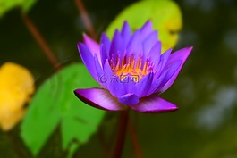 自然,植物區(qū)系,葉